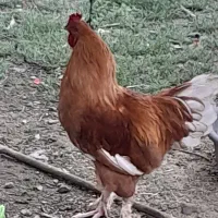 مرغ و خروس امپراطور