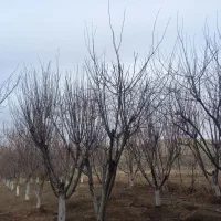 باغبانی حرس واسپار .چیدن علف با دستگاه