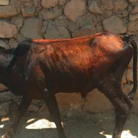 گاو