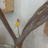پرنده طوطی برزیلی و عروس هلندی