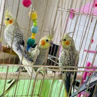 فروش سه عدد عروس هلندی