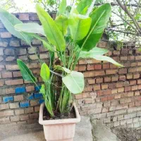 گل پرنده بهشتی