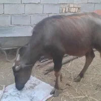 شفج نر