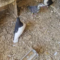 یه جفت چپ سیاه