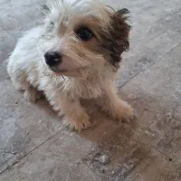 بچه سگ پاکوتا