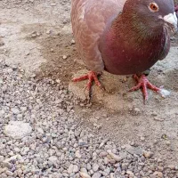 قرمزپرشی|پرنده|اسفرورین, |دیوار