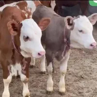 معدن سیمینتال پرواری