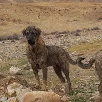 سگ  پژدر
