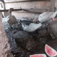 ۴ عدد غاز  یک ساله