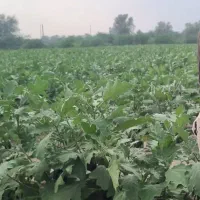 فروش زمین زراعی در روستای چاه خرگ ( جوباغ)