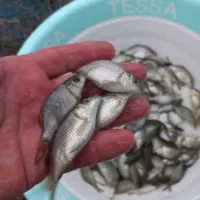 ماهی پرورشی