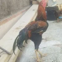 1خروس  3تا مرغ فروشی