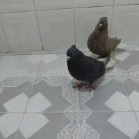 یک جفت نروماده دم سفید