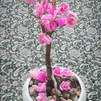 رایگان (نقدی)