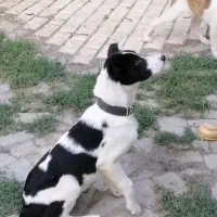 سگ گله