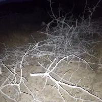 چوب پسته