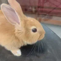خرگوش