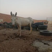خروالاغ فروشی