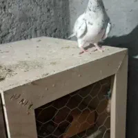 کفتر