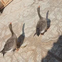 قاز فروش