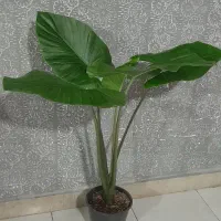 گل گیاه گلدان بابا ادم