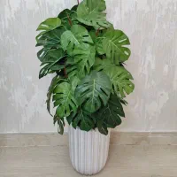 درختچه برگ انجیر