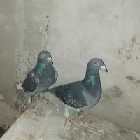 سبز آلمانی