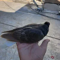 کبوتر|پرنده|مسجد سلیمان, |دیوار