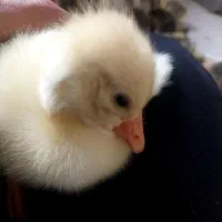 جوجه غاز و اردک و جوجه برهما