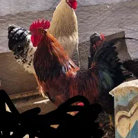 خروس|حیوانات مزرعه|مبارکه, |دیوار