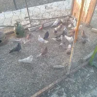 کبوتر