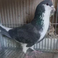 نر دمگیر زره ای
