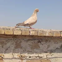 کبوتر