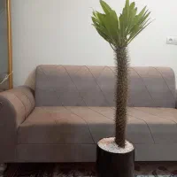 نخل ماداگاسکار