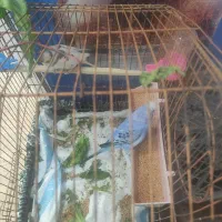 جفت مرغ عشق بازیگوش و خوشکل