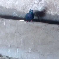 کبوتر معاوضه