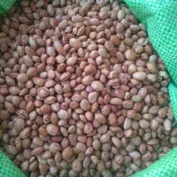 لوبیا چیتی کاشت امسال