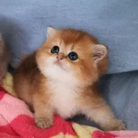 مجموعه گربه های گوگولی ( در تمامی نژاد ها )