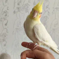 عروس هلندی نر