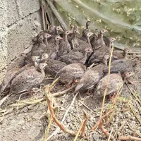 جوجه شاخدار ۴ماهه