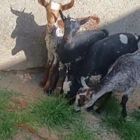 بز سلاله