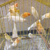 تعدادی قناری(جوجه و بالغ)
