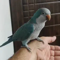 طوطی راهب رام و دستی نر