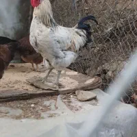 خروس.چهل.تاج