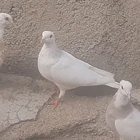 کفتر|پرنده|همدان, |دیوار
