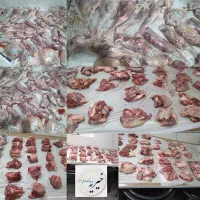 گوسفند.گاو.زنده.باهر قیمتی.گشتار رایگان|حیوانات مزرعه|مشهد, نوید (بلوار کشاورز)|دیوار
