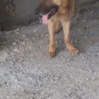 ژرمن نگهبان
