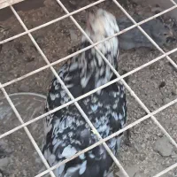 مرغ گلین بهمراه یک عدد جوجه طوسی یک ماهه