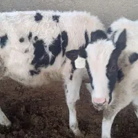 گوساله قطع شیر