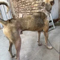 سگ پژدر عراقی
